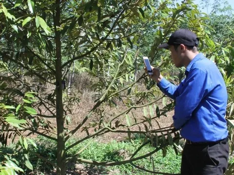 Đắk Lắk: Gắn mã QR, số hóa gần 10.000 cây sầu riêng