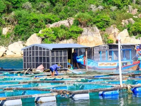 Khánh Hoà: Xử lý tình trạng nuôi trồng thủy sản không theo quy hoạch vùng nuôi