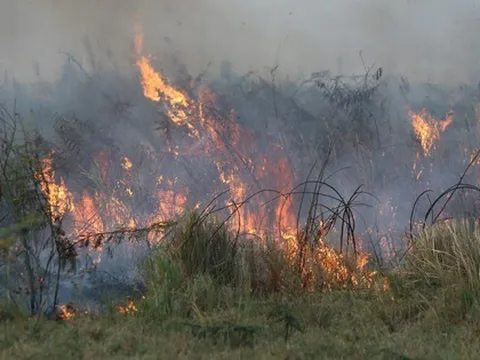 TP HCM: Cây cỏ ở Khu Công nghệ cao cháy ngùn ngụt, khu Đại học Quốc gia bị ảnh hưởng