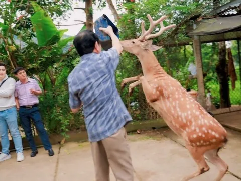 Độc lạ chú hươu sao đi bằng 2 chân ở Hà Tĩnh