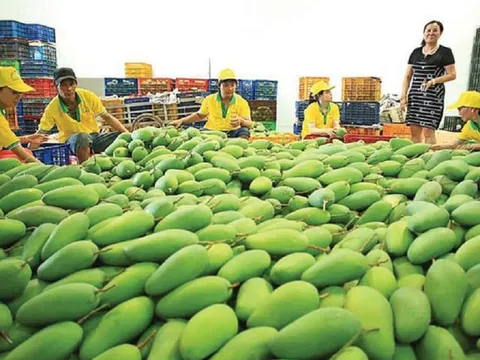 Giá xoài Việt Nam xuất khẩu sang Hoa Kỳ tăng trưởng 2 con số