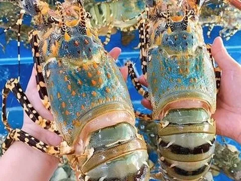 Xuất khẩu tôm hùm tăng vọt, doanh nghiệp cần lưu ý gì?