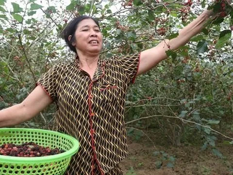 Dâu tằm vào vụ, nông dân kiếm tiền triệu mỗi ngày