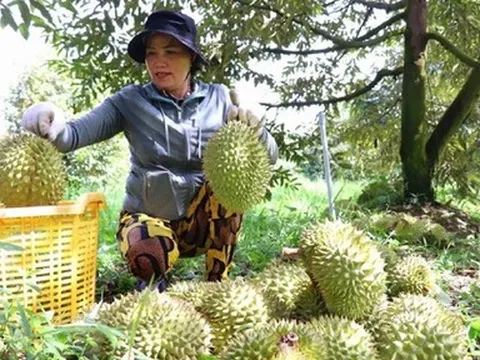 Xuất khẩu sầu riêng sang Thái Lan tăng: Những con số và dự báo
