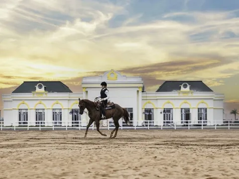 Dàn 'chiến mã' của tỷ phú Phạm Nhật Vượng: Ngựa phiên bản giới hạn 'cưỡi' máy bay về Việt Nam, tắm nước ấm, ăn cỏ nhập khẩu