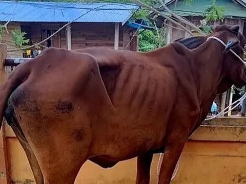 Kiểm tra việc bò hỗ trợ cấp cho hộ nghèo ở Quảng Trị bị chết