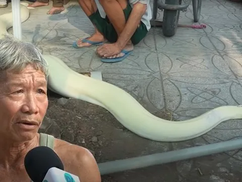 Bạch xà của lão nông xổng chuồng 3 lần khiến dân làng hú vía, đại gia trả giá ngang chiếc SH vẫn chưa muốn bán