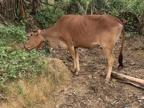 Thông tin tiếp vụ bò cấp cho hộ nghèo bị chết ở Quảng Trị