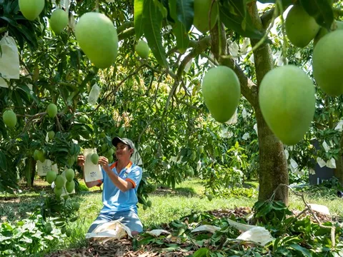 Nỗ lực đảm bảo an toàn và hiệu quả trong sử dụng thuốc bảo vệ thực vật ở "thủ phủ trái cây"