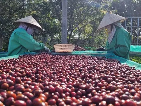 Thị trường cà phê trở lại xu hướng tăng