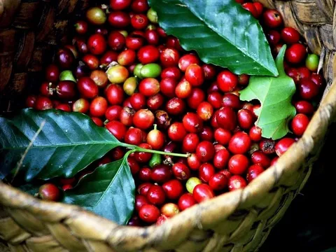 Sau một động thái từ Việt Nam, giá cà phê Robusta lập tức vọt lên cao nhất mọi thời đại