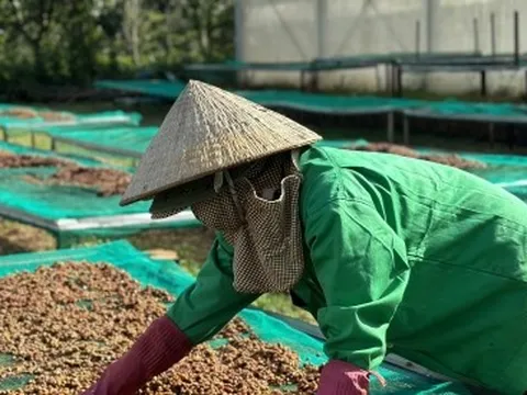 Niềm vui của người trồng cà phê khi giá tăng cao