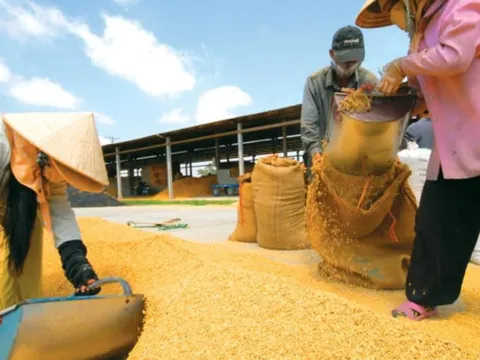 Để gạo Việt Nam duy trì vị trí số 1 tại thị trường Philippines