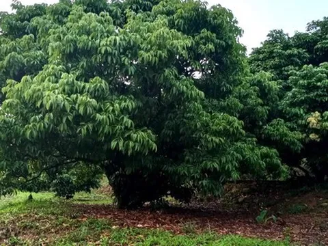 "Thủ phủ" vải thiều lớn nhất Việt Nam lo mất mùa, sản lượng giảm mạnh
