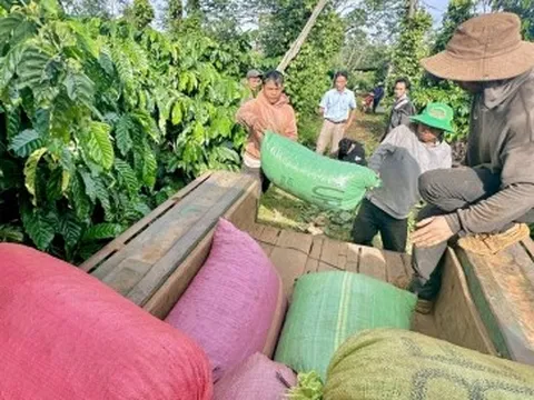 Giá cà phê liên tục tăng cao lại khiến cả chuỗi cung ứng... lao đao