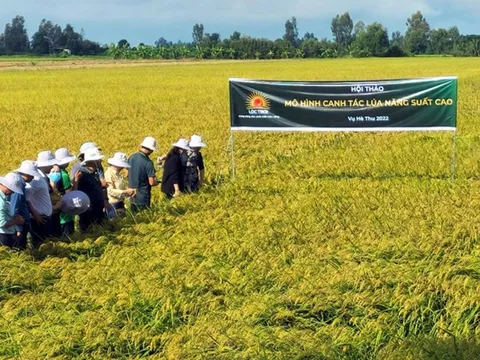 Lợi nhuận của Lộc Trời 'bốc hơi' 94% sau kiểm toán