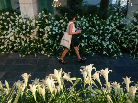 Cả nghìn người check-in tại con đường 5.000 bông hoa giữa thủ đô: Loài hoa “nữ hoàng tháng 4” của người Hà Nội