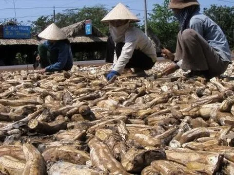 'Vựa lúa dưới lòng đất' của Việt Nam được Malaysia đổ tiền thu mua hàng nghìn tấn: xuất khẩu tăng 3 chữ số, Trung Quốc rốt ráo săn lùng