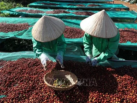 Nguồn cung hạn chế, giá cà phê, hồ tiêu vẫn tiếp tục tăng giá