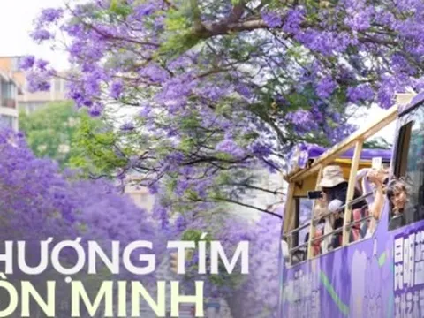 Phượng tím ở Côn Minh đã nở: Cả thành phố như chìm trong biển hoa mộng mơ, "tín đồ xê dịch" không thể bỏ qua dịp xuân hè