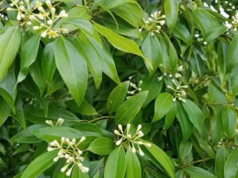‘Cứu tinh’ từ Trung Quốc đổ bộ giúp Việt Nam lên ngôi vương thế giới ở ngành hàng này: Là món hàng cực hiếm quốc gia sở hữu, 2 tháng xuất 10.000 tấn