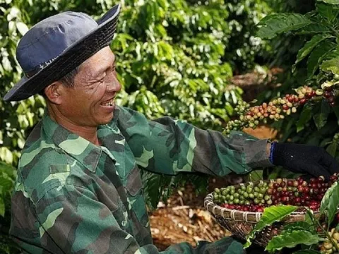 Giá cà phê xuất khẩu tăng mạnh: Đến gần mục tiêu xuất khẩu cà phê đạt 5 tỷ USD