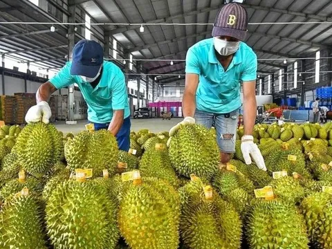 Cảnh báo từ hàng xuất khẩu, cẩn trọng khi sầu riêng “phát triển nóng"