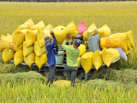 Giá lúa giảm cuối vụ thu hoạch, giá gạo biến động khó đoán