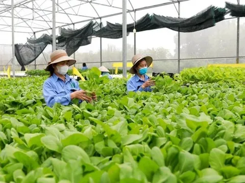 Hợp tác xã nông nghiệp vẫn còn bộc lộ nhiều hạn chế