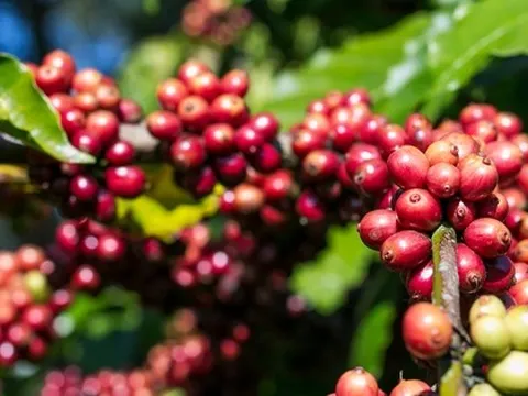 "Bão giá" cà phê, nhiều vụ tranh chấp hợp đồng kéo nhau ra tòa