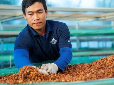 Giảm thiểu rủi ro trong “bão giá” cà phê
