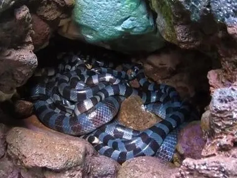 Sự thật về “ổ rắn độc nhất thế giới” xuất hiện ở đảo Phú Quý