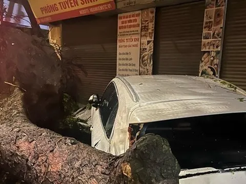 Hà Nội: Hơn 400 cây xanh gãy, đổ sau đêm mưa dông