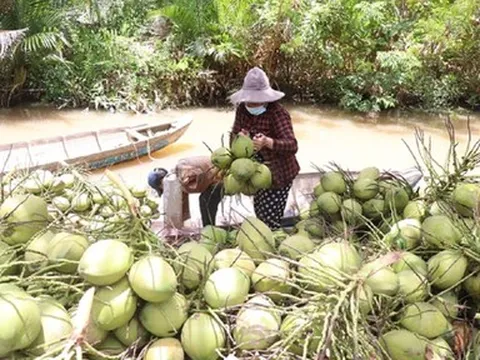 Dừa tăng giá mạnh, người trồng rất phấn khởi
