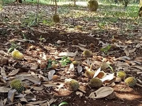 Bình Phước: Hạn hán kéo dài, nông dân nguy cơ mất trắng hoa màu