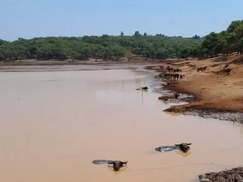 Bình Phước: Ban hành kế hoạch ứng phó với hạn hán xảy ra diện rộng