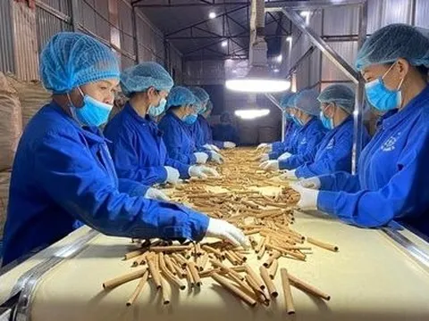 Chủ động tháo gỡ khó khăn cho hoạt động xuất khẩu dược liệu