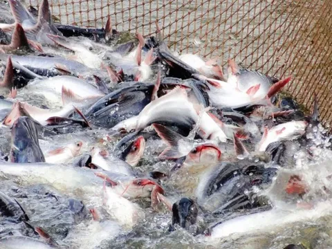 Du lịch tạo điều kiện cho cá tra Việt Nam tiến sâu vào thị trường UAE