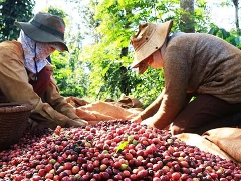 Giá cà phê, hồ tiêu tăng kỷ lục