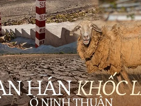 Tận mắt thấy những đàn cừu Ninh Thuận chết khô, hồ nước trơ đáy, nứt nẻ trong hạn hán khốc liệt miền Trung