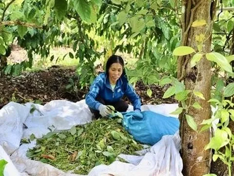 Giá hồ tiêu xu hướng tăng, thận trọng quy hoạch vùng trồng