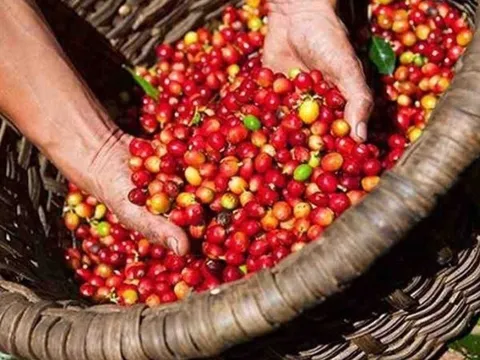 Giá cà phê Robusta trong nước tăng kỷ lục, lo ngại nguồn cung giảm mạnh