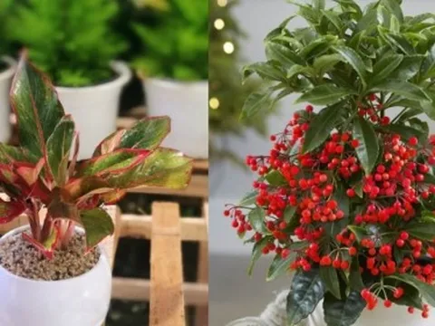 Nhà giàu mê tít 3 loài cây này: Nghe tên thôi đã thấy phú quý tiền tài, gia chủ muốn nghèo cũng khó