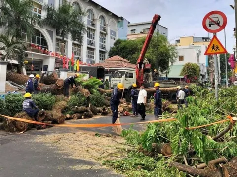 Tp.HCM: Đánh giá kỹ khi đốn hạ hơn 400 cây xanh để làm Metro 2