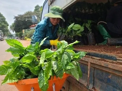 Đắk Lắk: Chưa tới vụ, giống cây cà phê đã khan hiếm