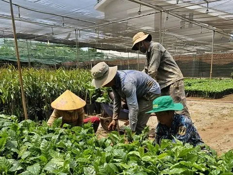 Giá cà phê lập kỷ lục chưa từng có, cây giống cũng ‘nhảy múa’ theo