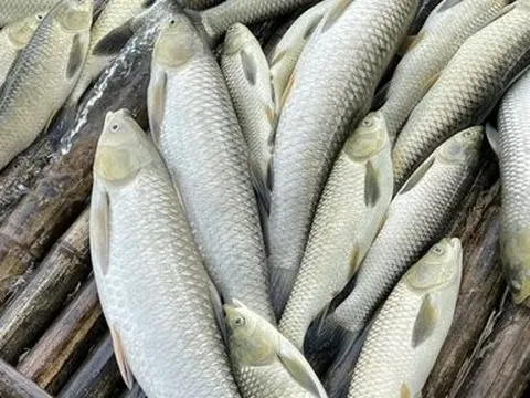 Cá nuôi lồng bè trên sông Mã chết bất thường