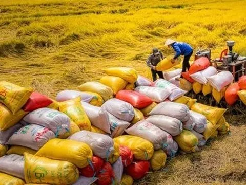 Giá lúa gạo xu hướng tăng: Liên kết chuỗi giá trị, kỳ vọng bứt phá