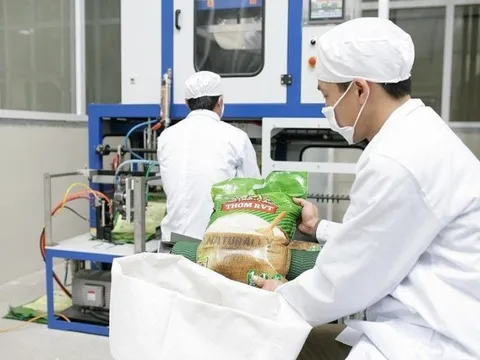 Xuất khẩu gạo sang khu vực Âu Mỹ tăng đột biến: Cơ hội và thách thức