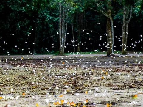 Nơi phát hiện có hàng triệu cánh bướm như truyện cổ tích, thì ra là điểm quen thuộc, cách Hà Nội hơn 100km